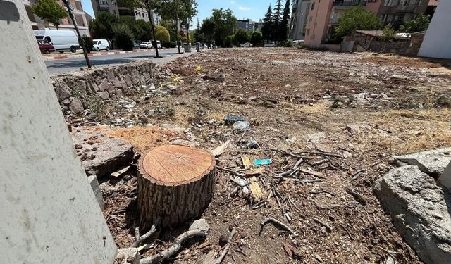 Uşak Uğur Mumcu Caddesi'ndeki bu ağaçlar neden kesildi!