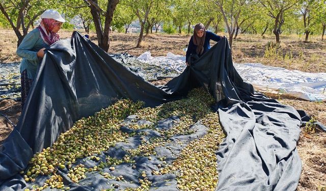Bu yıl Demirci'de badem üretimi bolluk ve bereketle geçti