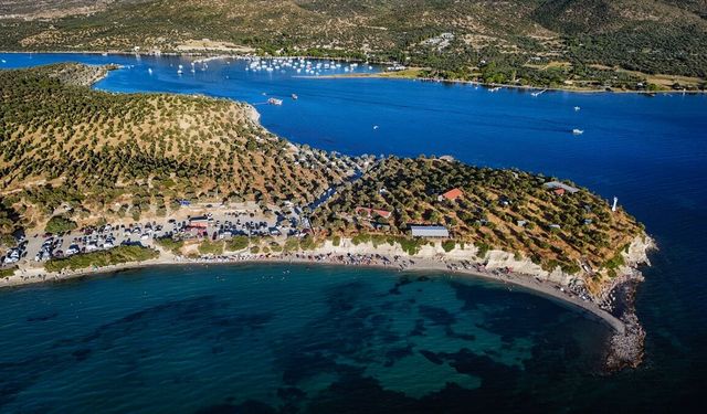 Dikili Bademli Mahallesi'ndeki Pissa koyunu ne hale getirdiler