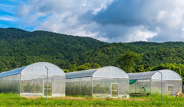 Uşak'ta jeotermal sera kurmak isteyenlere ayda 100 bin TL'ye koskoca tarla!
