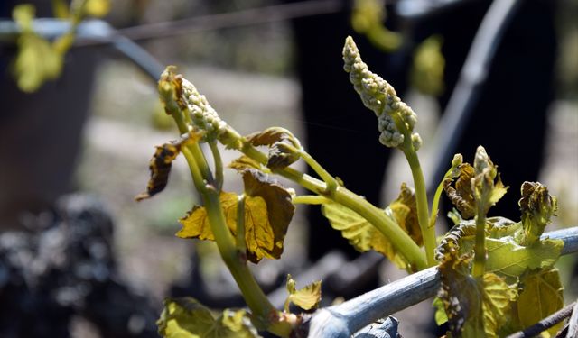 Meteoroloji, Uşak, Eskişehir, Afyon ve Balıkesir gibi bazı iller için don uyarısı yaptı