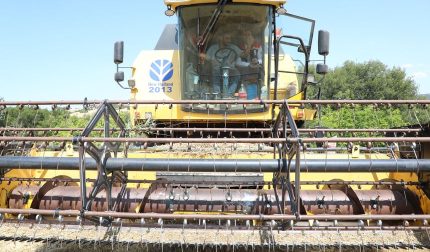 Uşak'ta beklenti 400 bin tonun üzerinde