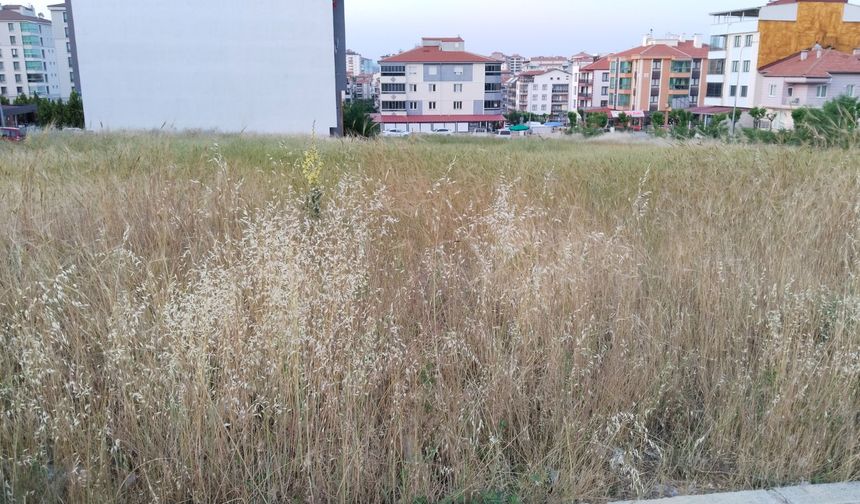 Uşak Belediyesi, insan boyunu geçen yabani otları görmüyor mu!