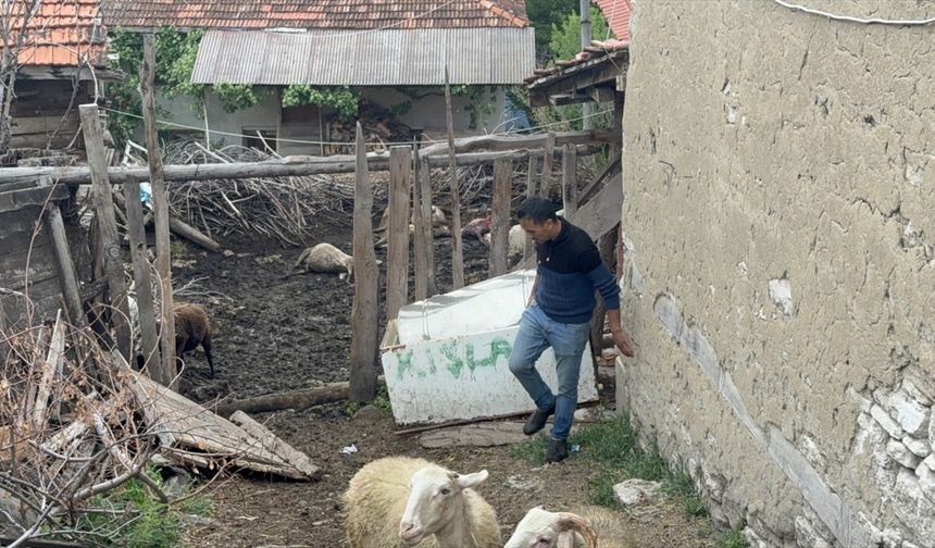 Kurtlar, Küçükköy'deki Abbas Kaptan'ın koyunlarını telef etti