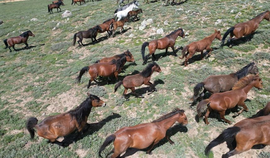 Murat ve Spil'de sık rastlanan yılkı atları, bu sefer de Emirdağ'daki Yellibel, Yassıyurt, Gölcük ve Çomaklı'da görüldü