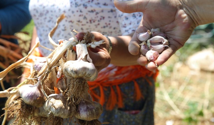Ula'nın kırmızı kabuklu ve aromatik sarımsağı hasat ediliyor