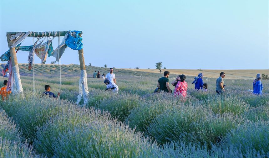 Uşak'taki lavanta bahçeleri hem para kazandırıyor hem de turist çekiyor!