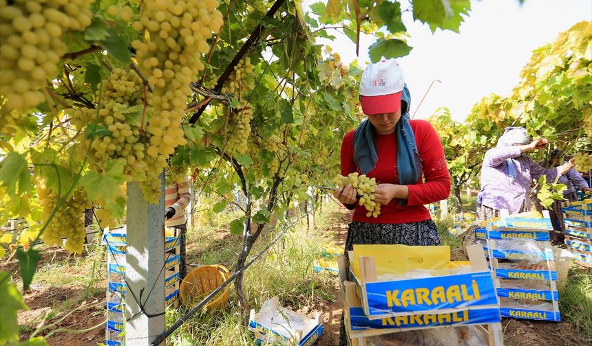 Alaşehir'de çocukları gibi baktıkları bağlar, 2 misli kaliteli üzüm verdi