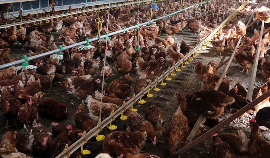 Uşak, Denizli ve Manisa arasında tavuk tezeği rekabeti!