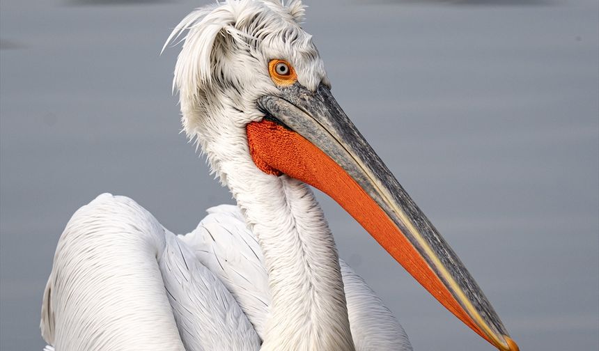 Gediz'in İzmir'e hediyesi! 100'lerce kuş türüne ev sahipliği yapıyor!