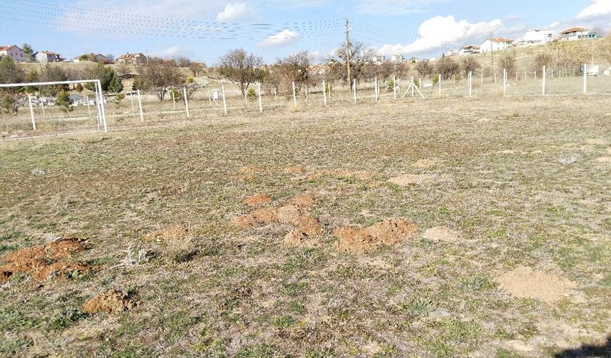 Uşak'taki bu sahayı köstebekler istila etti!