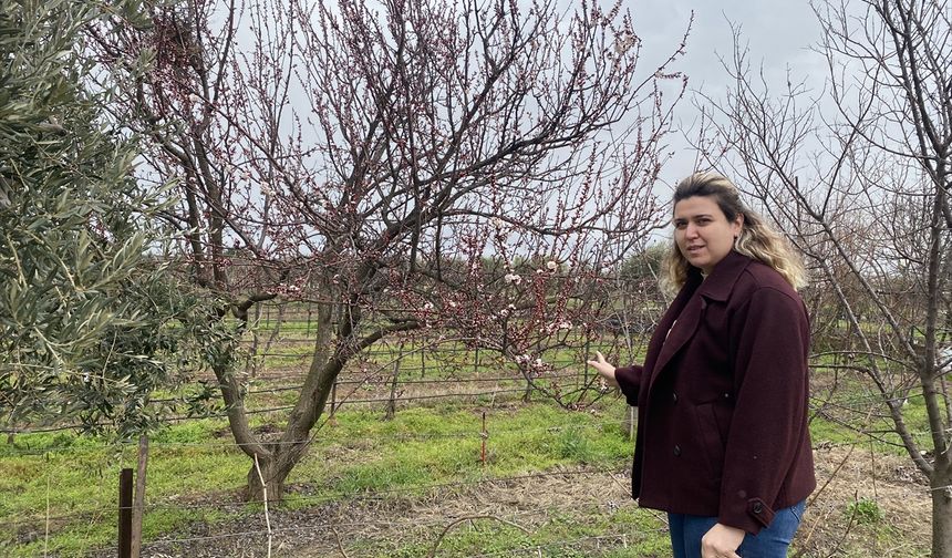 Uşak Eşme'nin komşusu Alaşehir'de ağaçlar çiçek açtı