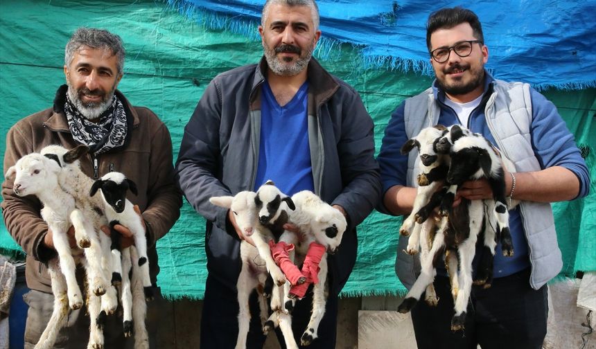 Uşak'ın komşusunda mucize! Pamukkale'de 1 koyun 9 doğurdu!