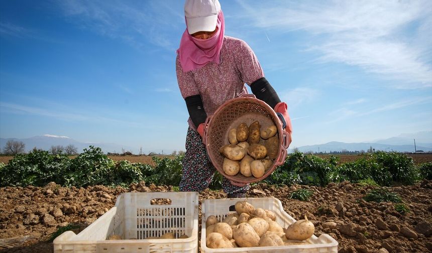 Yağış nedeniyle geciken patates hasadı başladı ve ekim de aynı döneme denk geldi