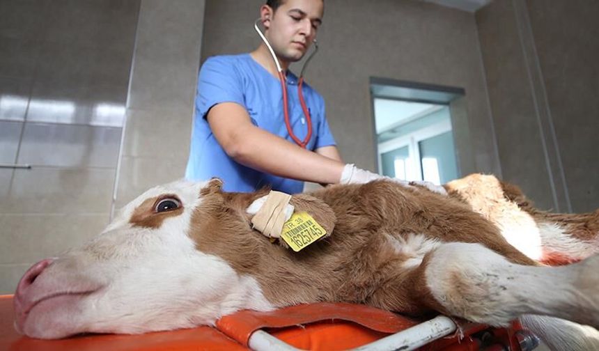 Uşak, Balıkesir, Kütahya ve Denizli gibi illerdeki buzağı ölümleri konuşuldu