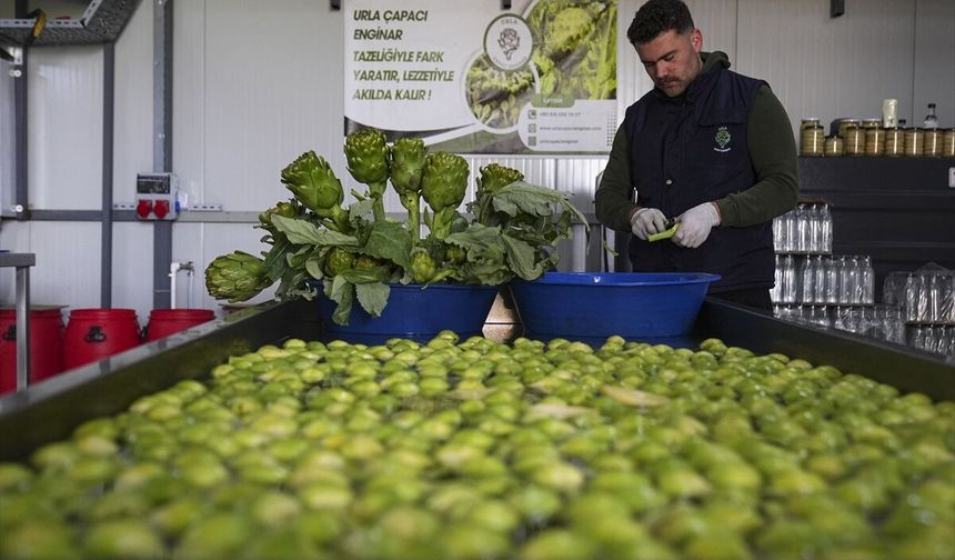 Gediz ve Menderes'i taşıran yağmurlar, enginarı da uçurdu