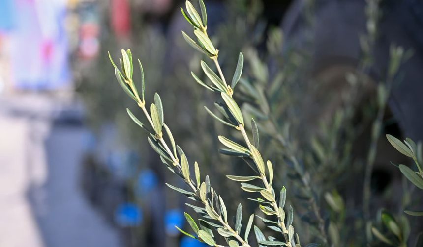 Uşak'ta zeytin üretimi yayılıyor! Karakuyu'da fidan dağıtıldı!