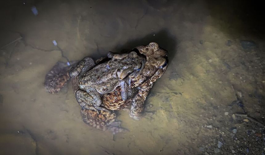 Uşak'ın komşu Kütahya'da kurbağalar çiftleşmek için bir birlerini sırtta taşıyorlar!