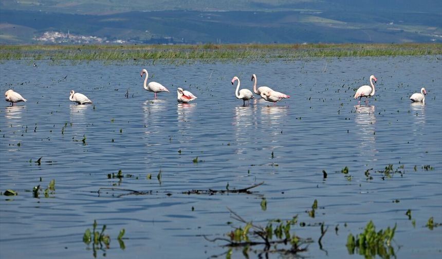 Uşak'ın komşusu Salihli ve Gölmarmara'daki Marmara Gölü eskisi gibi!