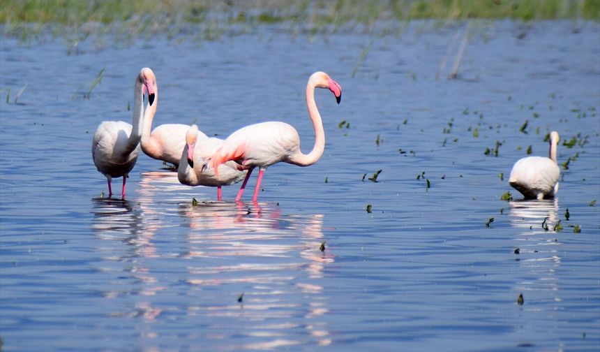 Uşak'ın komşusu Salihli ve Gölmarmara'daki Marmara Gölü eskisi gibi!
