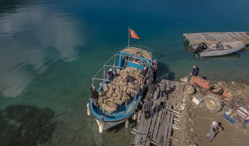 Denizli ve Dalaman arasında koyunlarını kara ve deniz yoluyla taşıyorlar!