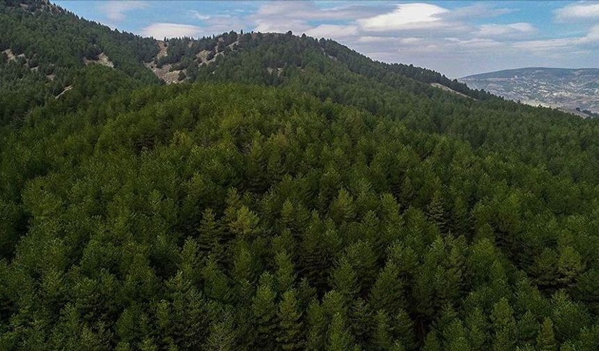 Uşak Hacıkademir ve Paşacılar gibi bazı ormanlık alanlar ormandan çıkarıldı