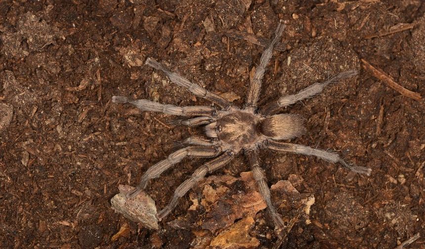 Alaşehir MYO'dan Prof. Dr. Ersen Aydın Yağmur'dan dev tarantula için önemli bilgiler