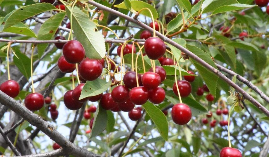 Şuhut, Sultandağı ve Çay'ın vişneleri, ABD ve Avrupa'ya da satılıyor