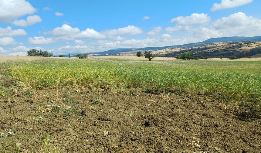 Uşak, Afyon ve Kütahya'da Borsa20 tipi nohut üretiliyor