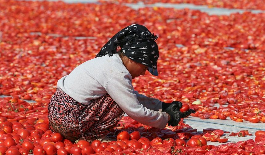 Salça olmaktan kurtulan Torbalı domatesi, Güneydoğu'dan gelen ailelerin alın teriyle yurtdışına gidiyor