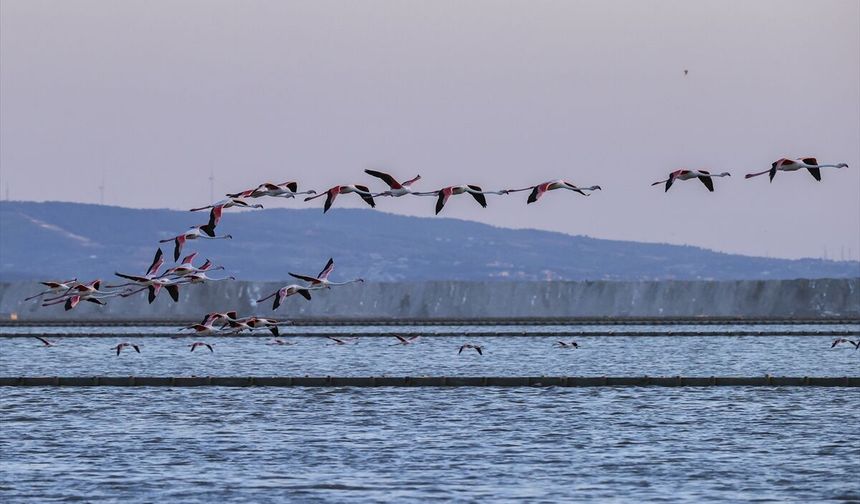Gediz Deltası'nda 18 bin yavru flamingo ortalığa renk kattı