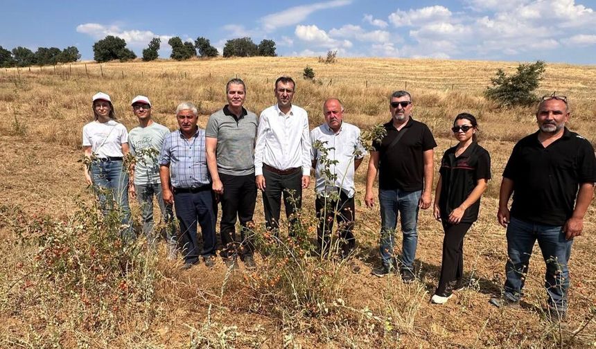 Uşak Eşme Dereköy'deki kuşburnu ve lavanta bahçelerinde üretim sürüyor