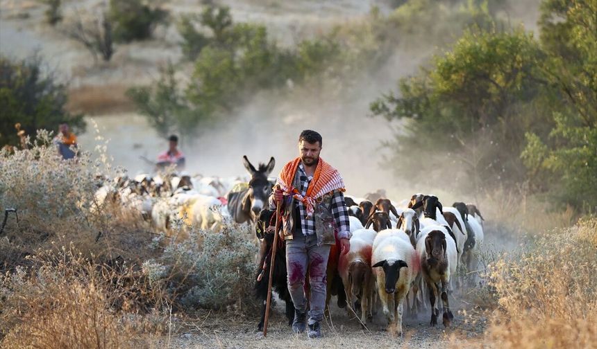 Çal'da 8 asırdır koyunları gelin gibi süsleyip sudan geçiriyorlar
