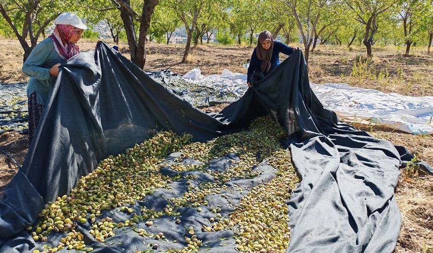 Bu yıl Demirci'de badem üretimi bolluk ve bereketle geçti