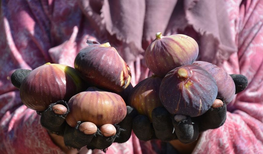 Demirci'de incir hasadı bu yıl bollukla başladı