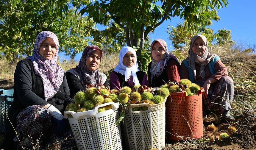 Demirci'nin dağ kestanesinin hasadı başladı