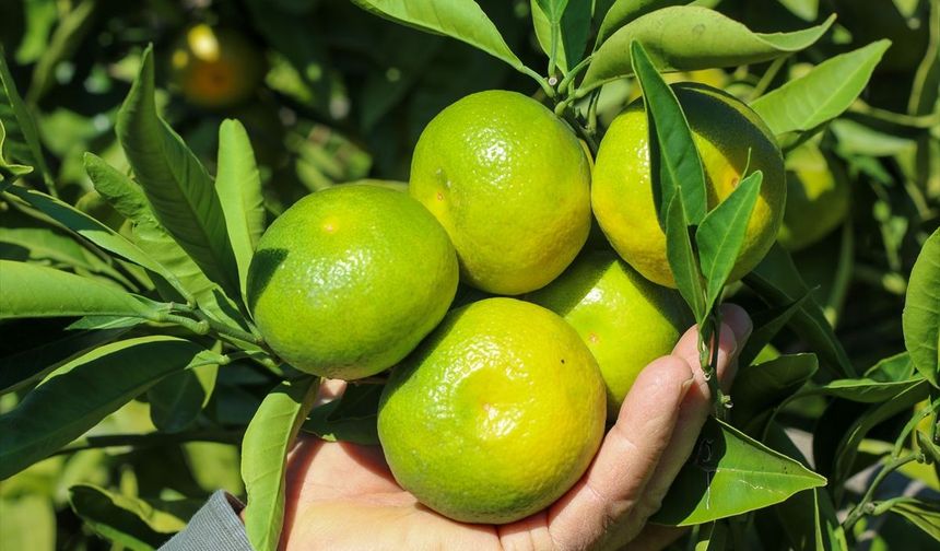 İzmir'in mandalinasında kesim dönemine geçildi