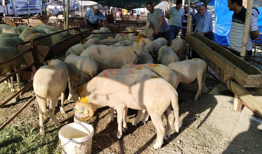 Uşak'ta vatandaş kendi bahçesinde bazı kurallara uyarak kurban kesebilir!