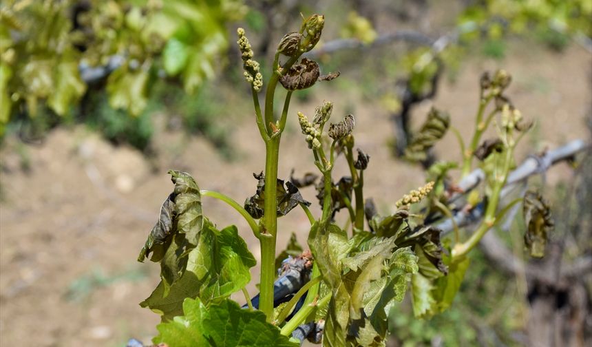 Uşak, Manisa ve İzmir'de çiftçiyi perişan eden zirai don ve diğer sorunlara çözüm için toplandılar
