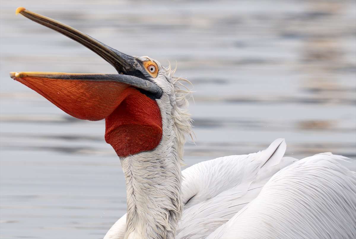 A A 20251224 40061429 40061427 I Z M I R K O R F E Z I N I N M I S A F I R L E R I T E P E L I P E L I K A N L A R