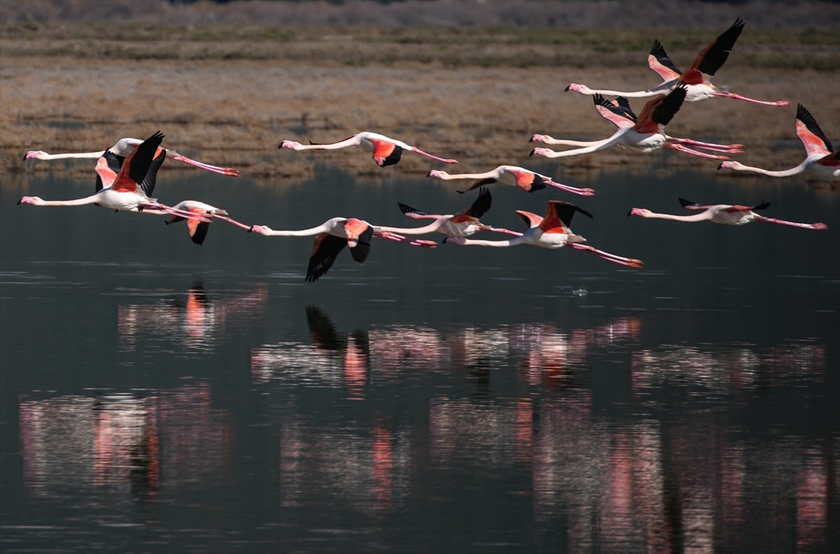 A A 20260201 40424544 40424535 B U Y U K M E N D E R E S D E L T A S I S U L A K A L A N L A R I Y L A Y A B A N H A Y A T I N A C A N V E R I Y O R