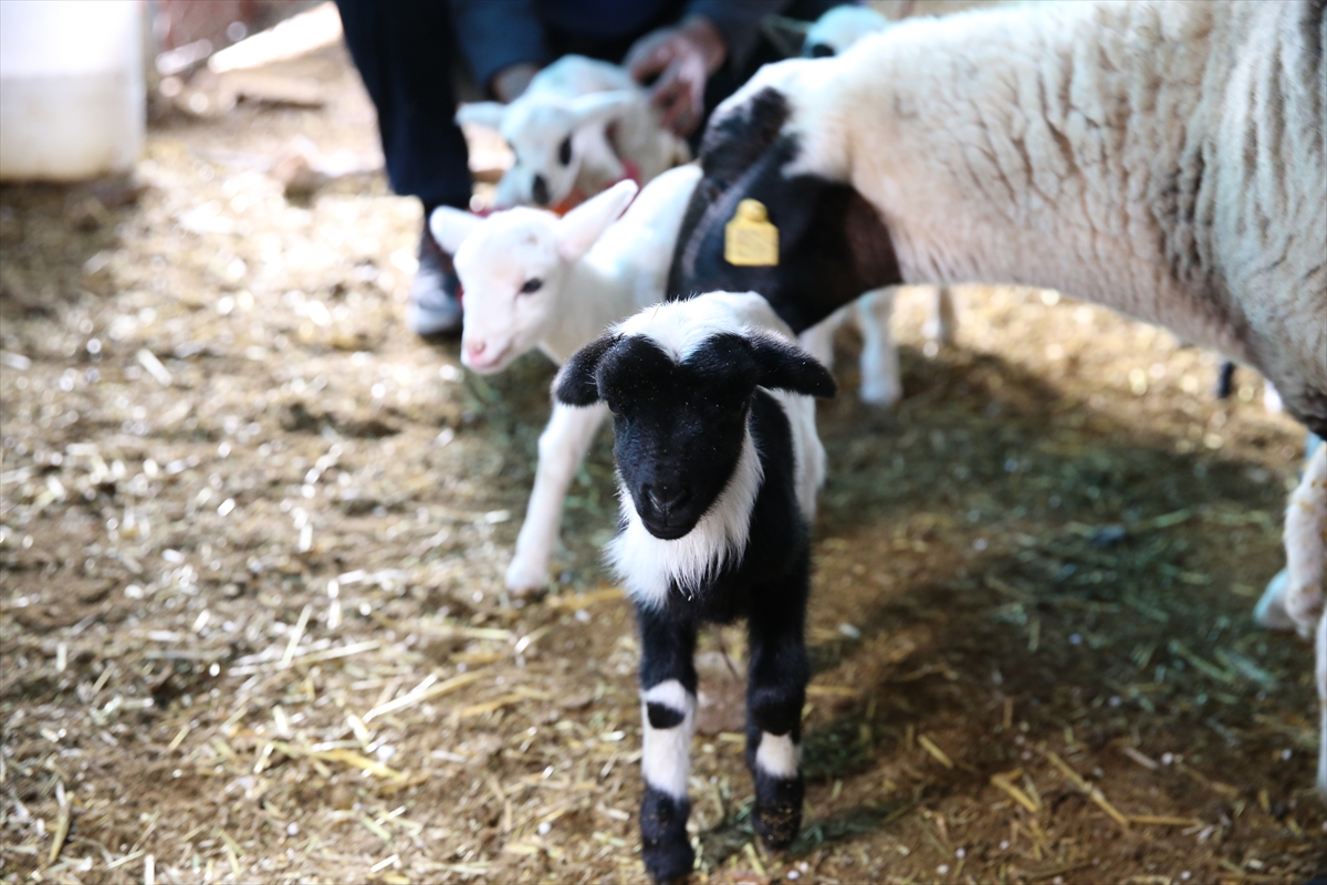 A A 20260219 40606210 40606206 D E N I Z L I D E B I R K O Y U N T E K B A T I N D A 9 K U Z U D O G U R D U