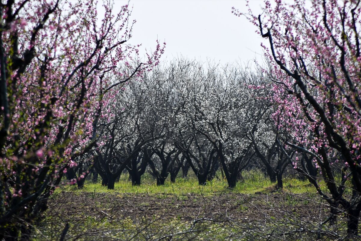 A A 20260316 40837855 40837854 G E D I Z O V A S I N D A K I M E Y V E A G A C L A R I C I C E K A C T I