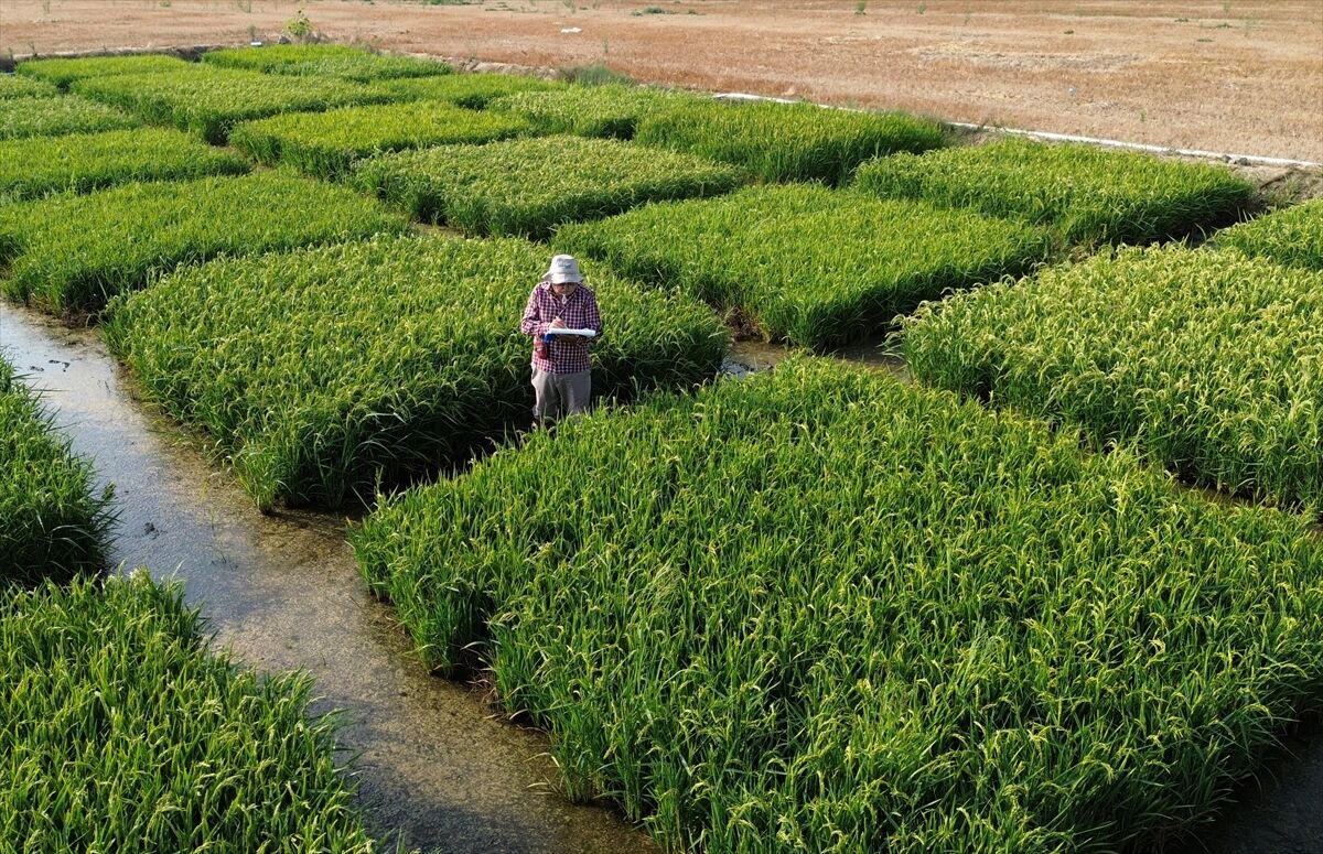 A A 20260424 41196914 41196907 C E L T I G I N B A B A S I K U R A K L I G A V E H A S T A L I K L A R A D A Y A N I K L I 3 C E S I T D A H A G E L I S T I R D I