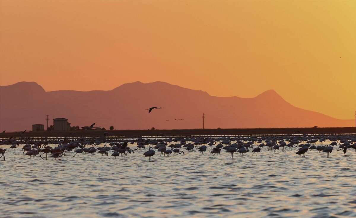 Gediz Flamingo (11)