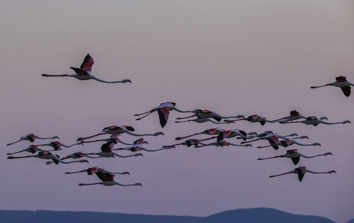 Gediz Flamingo (14)