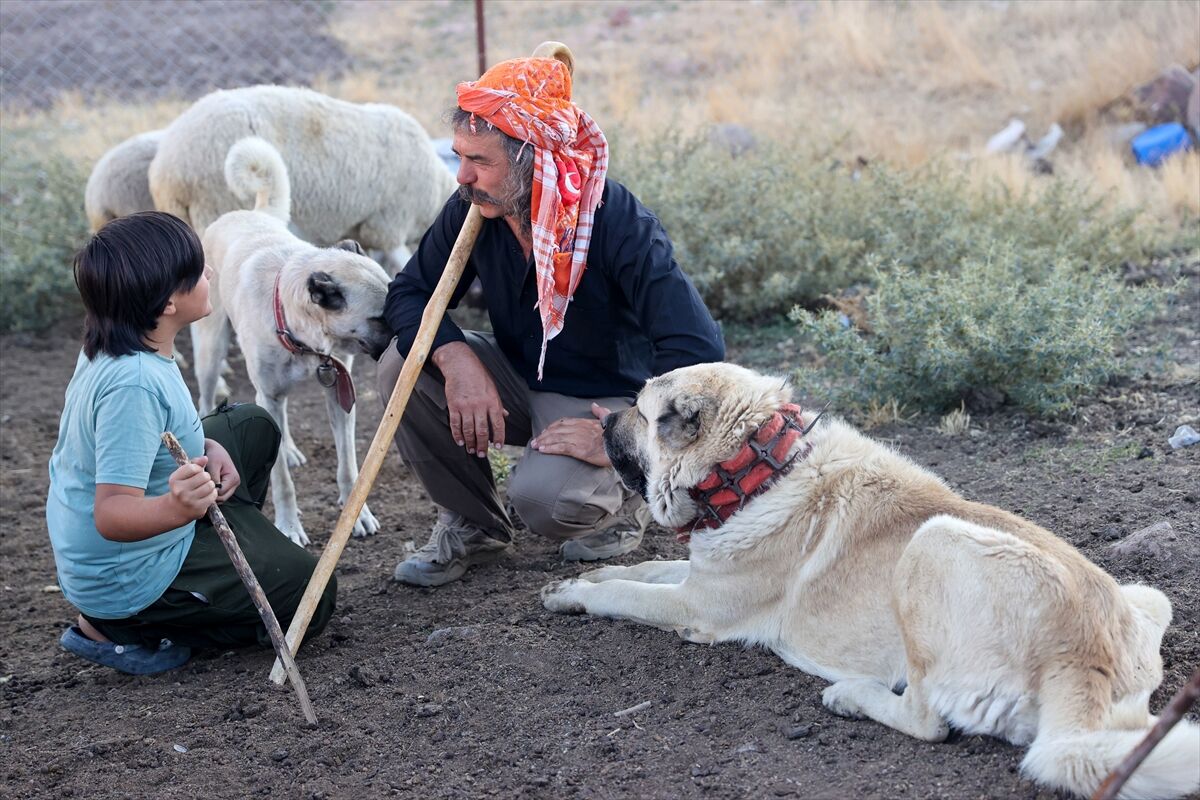 Yörük Pala Dayı (1)