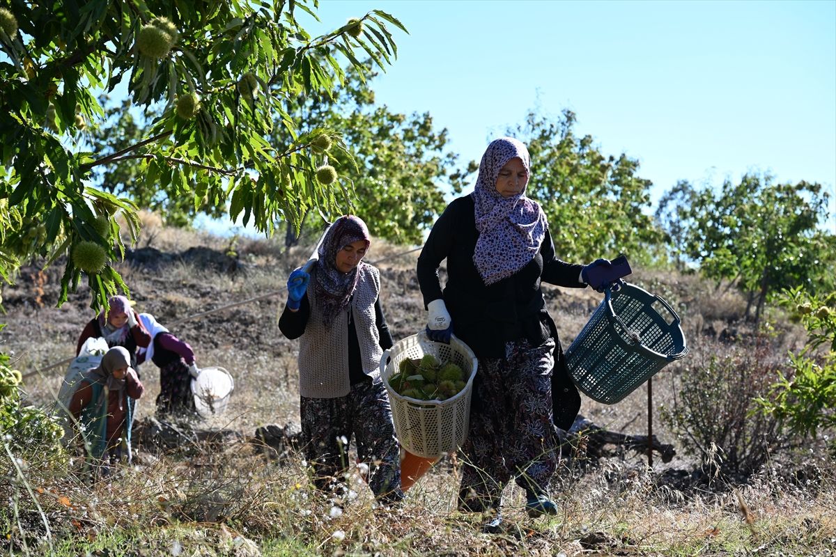 Demirci Kestane (7)