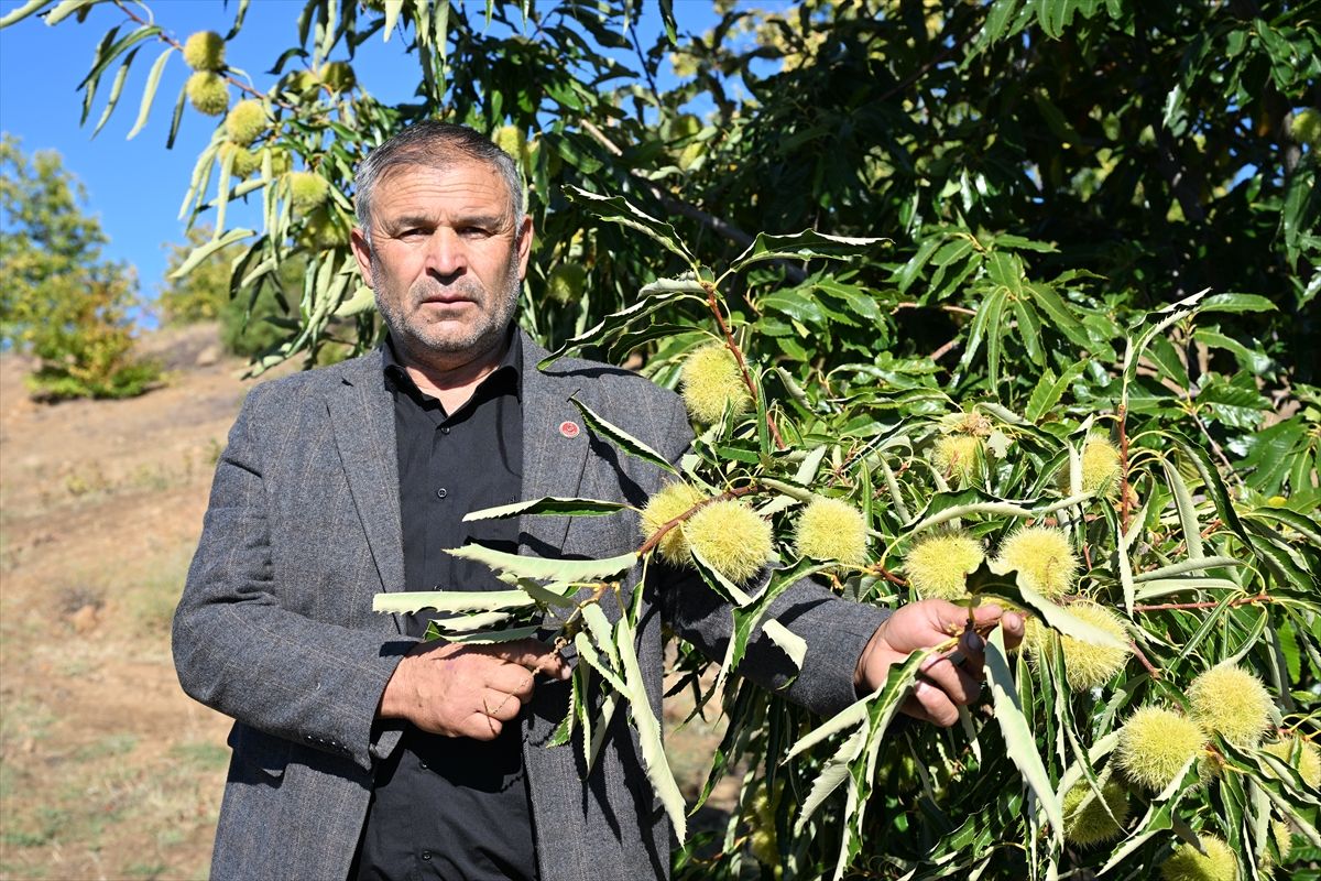 Demirci Kestane (8)